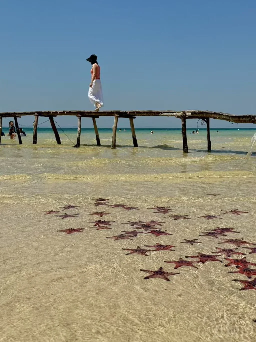 海星1.jpg