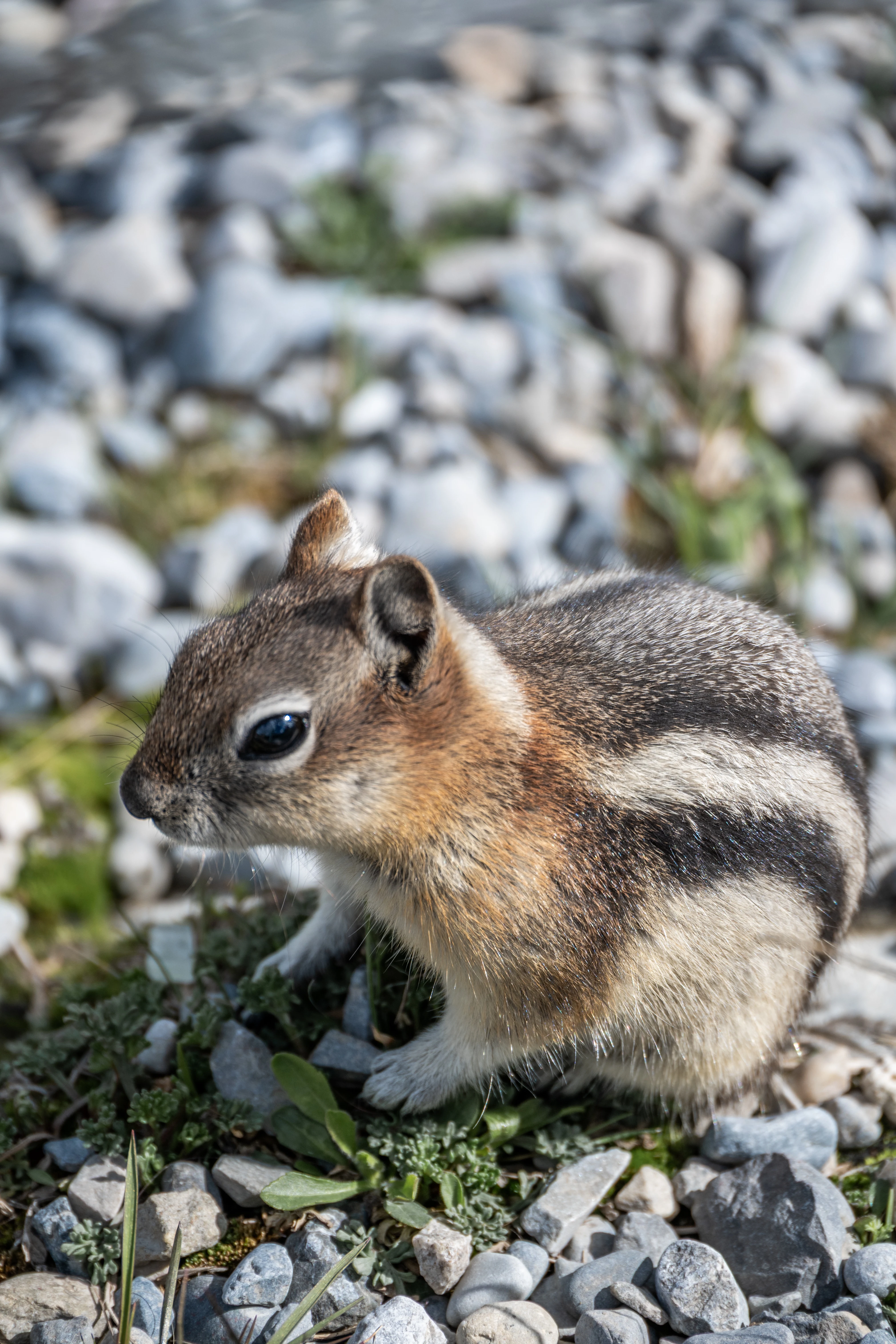 ���ɽ�Ѷ���������①�����䲻�ࡤ���Ѷ��ɳǱ� ����ͷ� Fairmont Gold Banff Springs