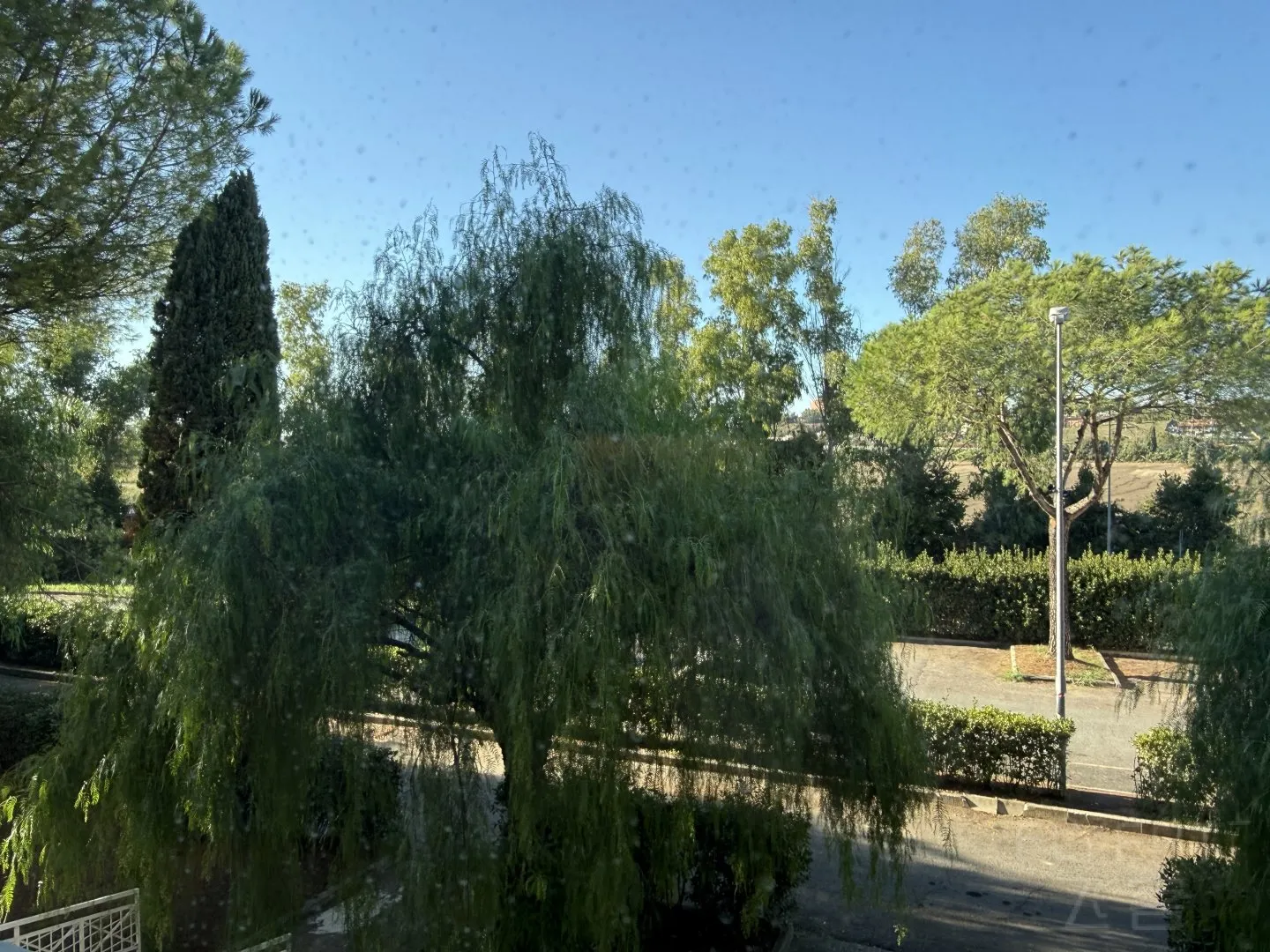 IMG_2943.jpeg